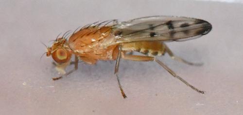 Opomyza florum